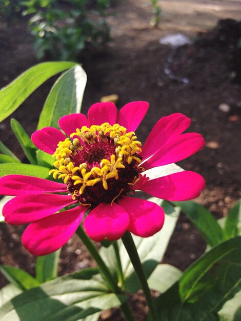 Foto primer plano de una flor rosada