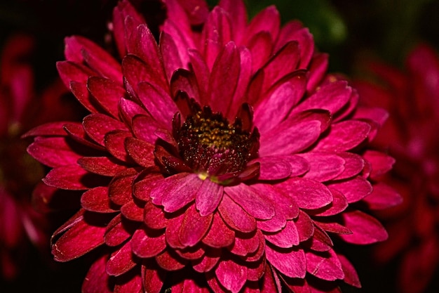 Primer plano de una flor rosada