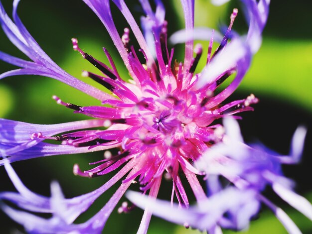 Foto primer plano de una flor rosada