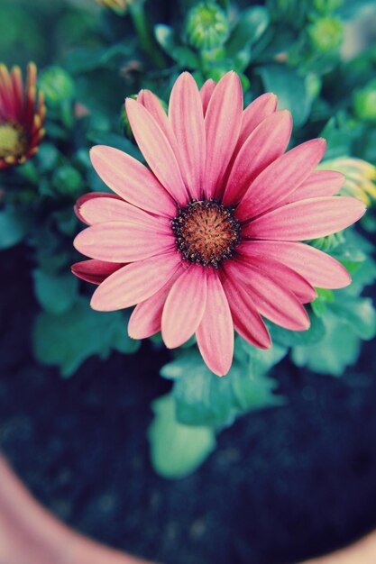 Primer plano de una flor rosada