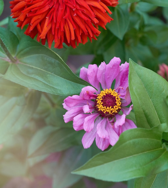 Foto primer plano de una flor rosada