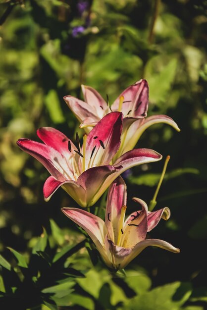 Foto primer plano de una flor rosada