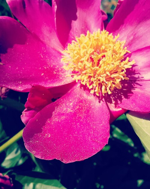 Foto primer plano de una flor rosada