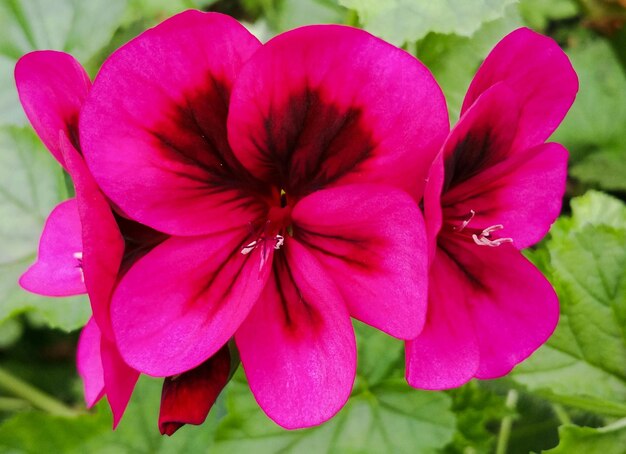 Foto un primer plano de una flor rosada