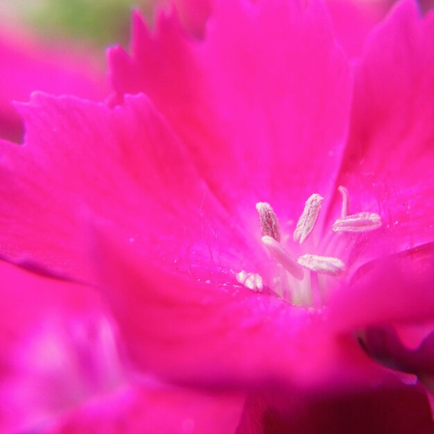 Foto primer plano de una flor rosada