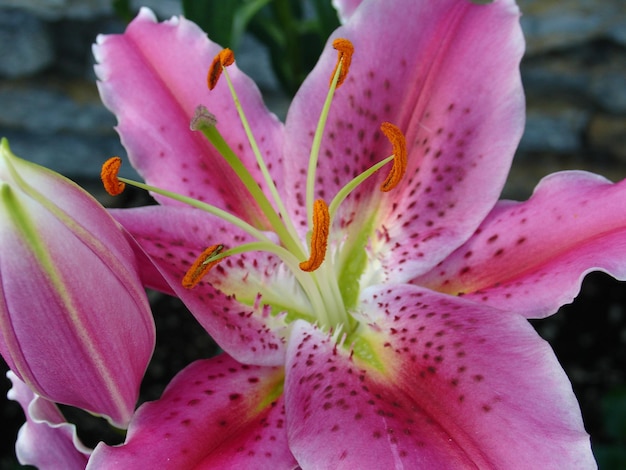 Primer plano de una flor rosada