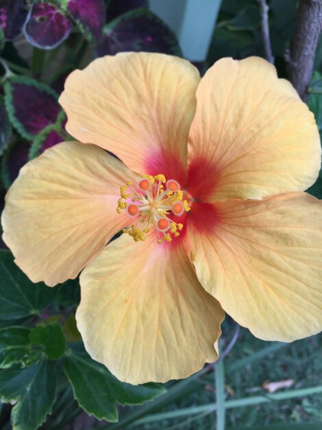 Foto primer plano de una flor rosada