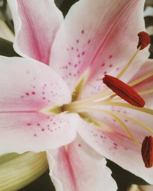 Foto primer plano de una flor rosada