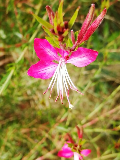 Foto primer plano de una flor rosada