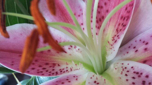 Foto primer plano de la flor rosada