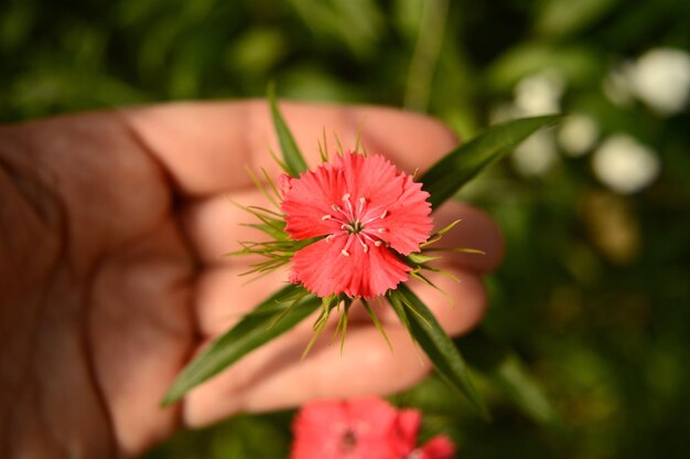 Foto primer plano de una flor rosada