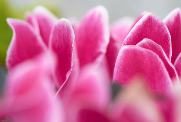 Foto primer plano de una flor rosada