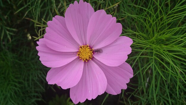 Foto primer plano de una flor rosada