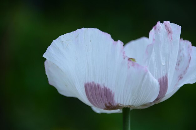 Foto primer plano de una flor rosada