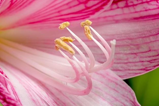 Foto primer plano de una flor rosada