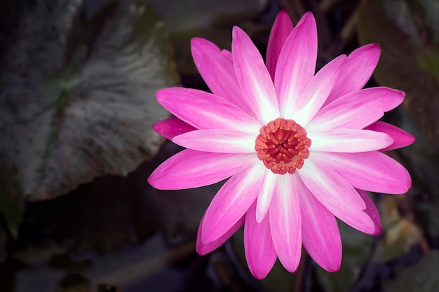 Primer plano de una flor rosada