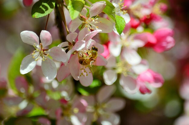 Primer plano de la flor rosada