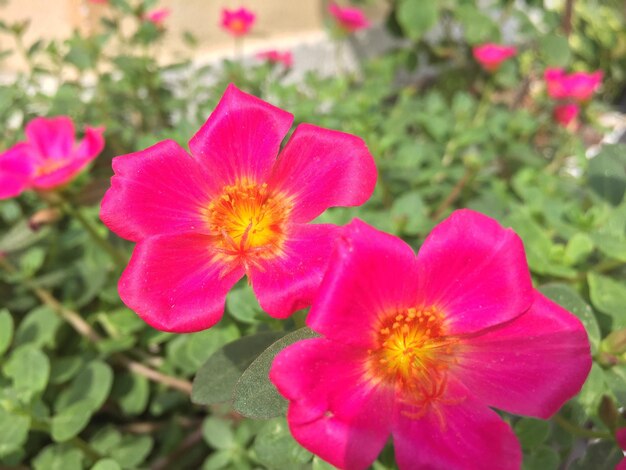 Primer plano de una flor rosada