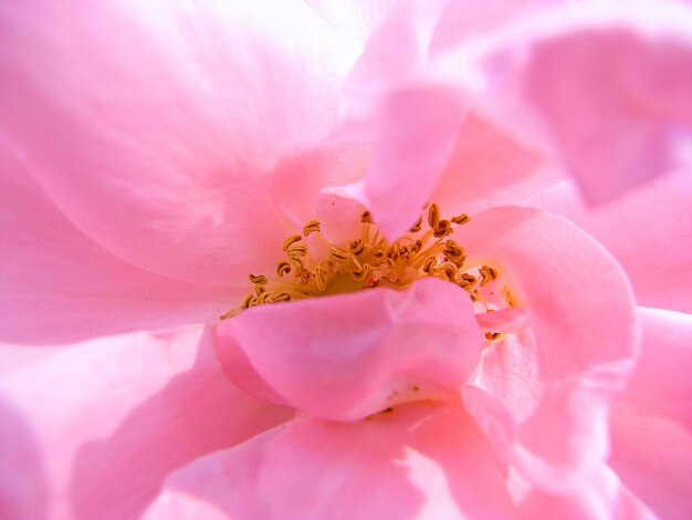 Foto primer plano de una flor rosada