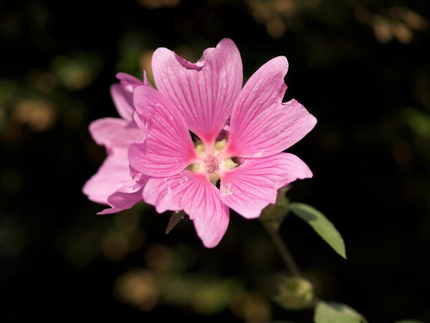 Foto primer plano de una flor rosada