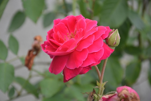 Foto primer plano de la flor rosada