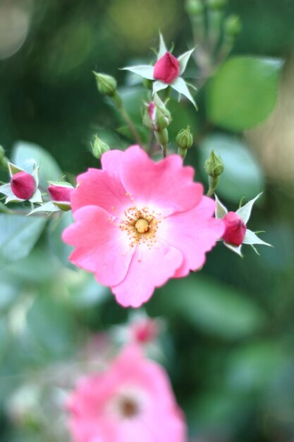 Primer plano de una flor rosada