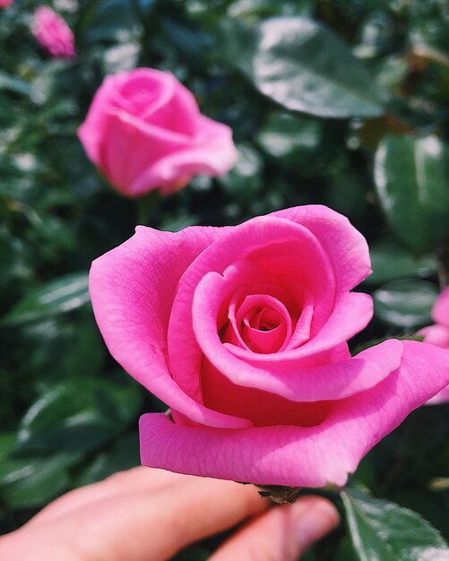 Foto primer plano de una flor rosada