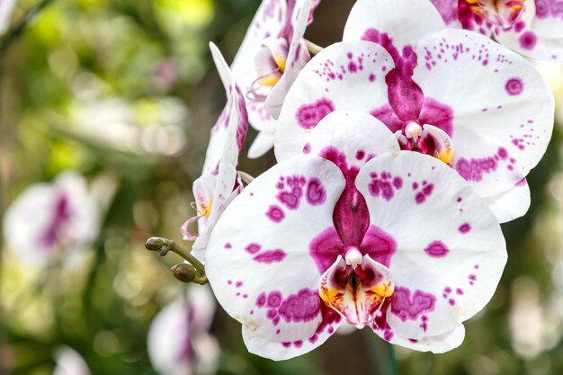 Foto primer plano de una flor rosada