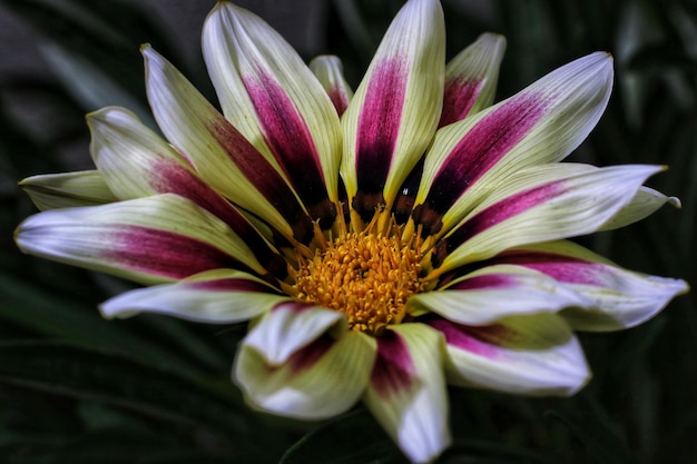 Foto primer plano de una flor rosada