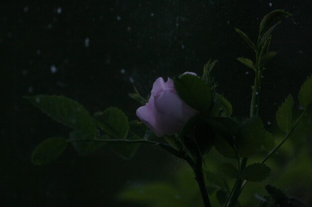 Foto primer plano de una flor rosada