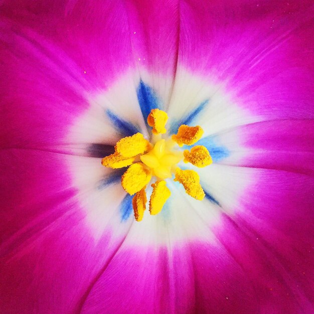 Foto primer plano de una flor rosada