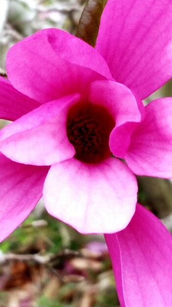 Foto primer plano de una flor rosada