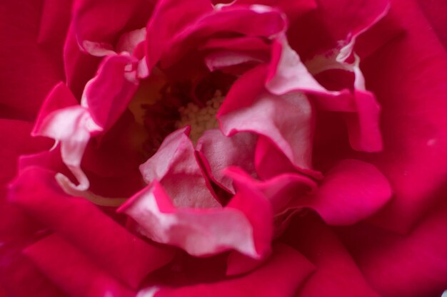 Foto primer plano de una flor rosada