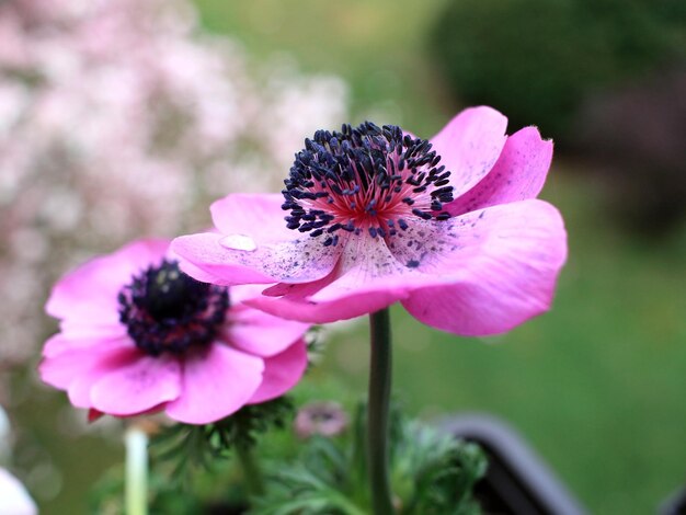 Foto primer plano de una flor rosada