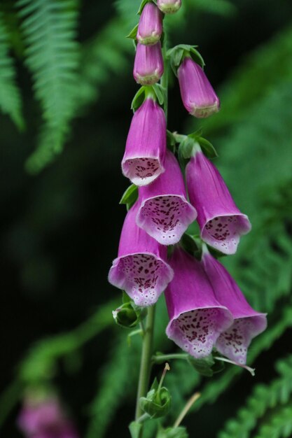 Primer plano de una flor rosada