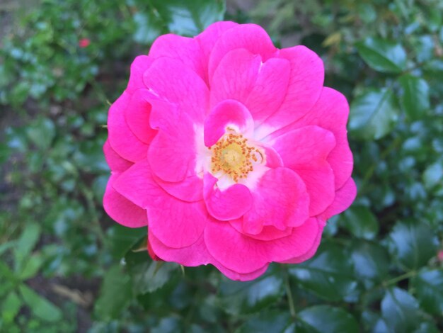 Foto primer plano de la flor rosada