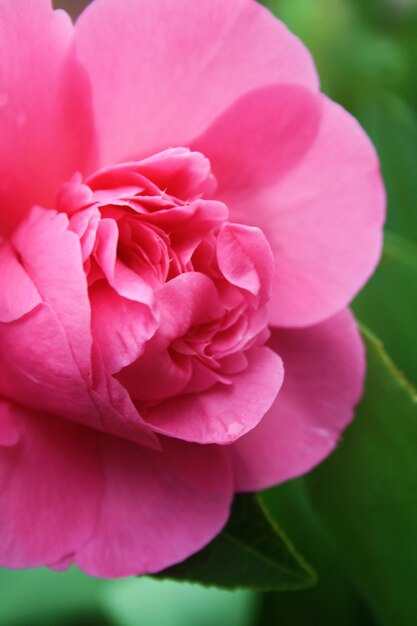 Foto primer plano de una flor rosada