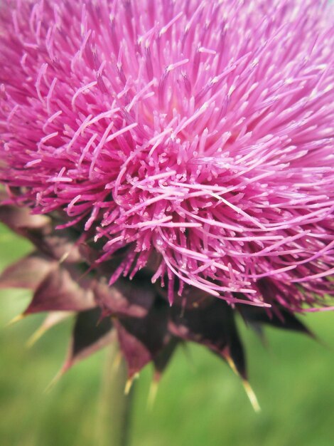 Foto primer plano de una flor rosada