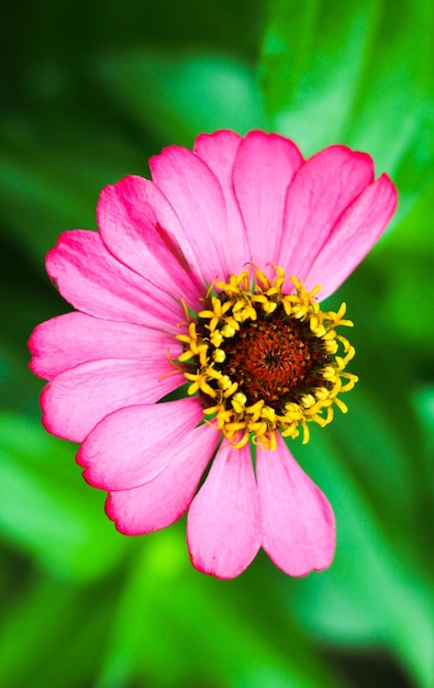 Primer plano de una flor rosada