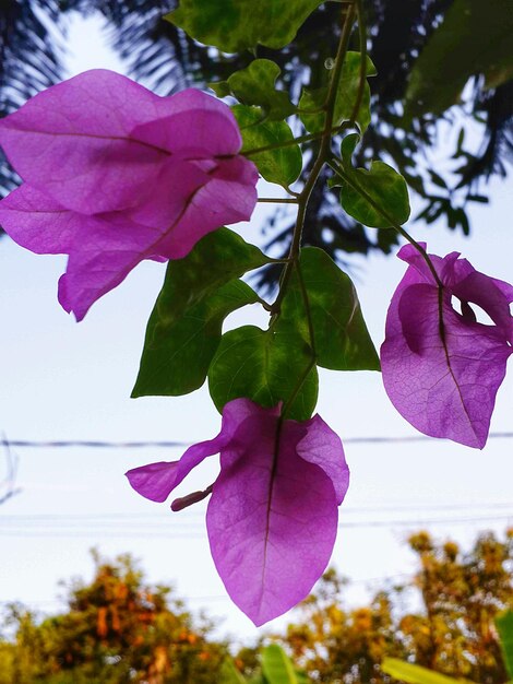 Foto primer plano de la flor rosada