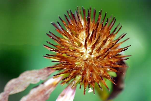 Foto primer plano de una flor rosada