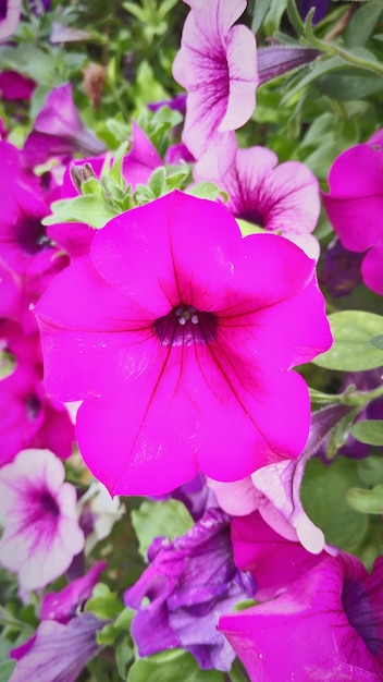 Foto primer plano de la flor rosada