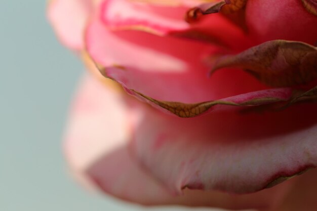 Foto primer plano de la flor rosada