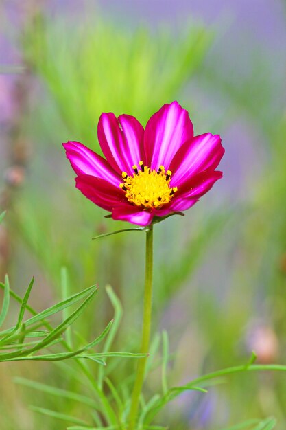 Foto primer plano de la flor rosada