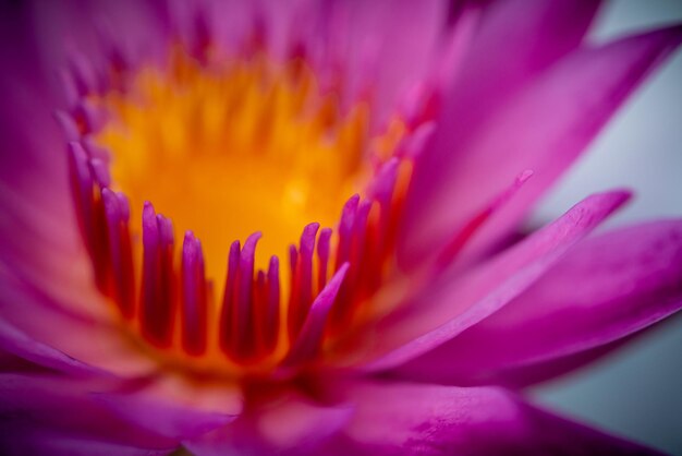 Foto primer plano de una flor rosada