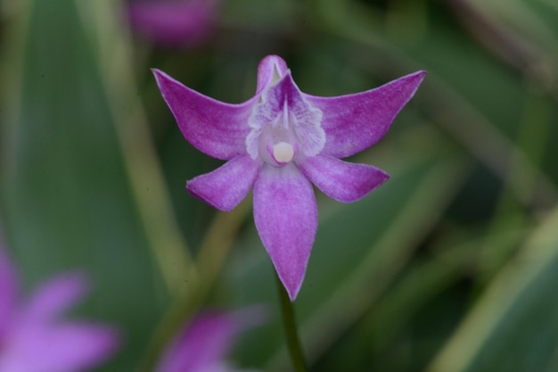 Primer plano de la flor rosada