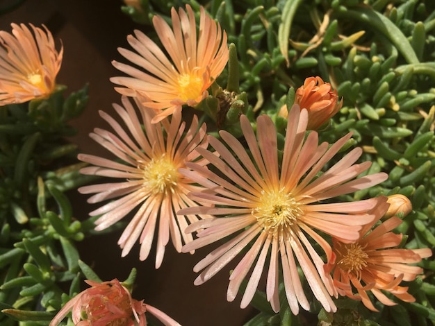 Foto primer plano de la flor rosada