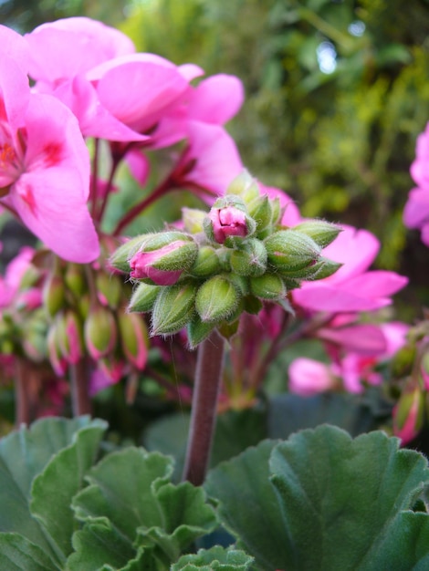 Foto primer plano de una flor rosada