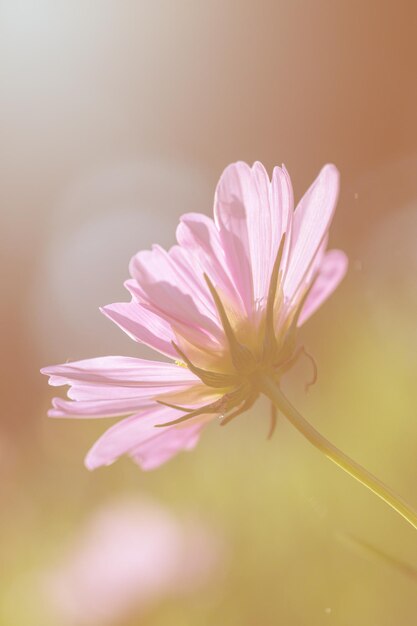 Foto primer plano de una flor rosada