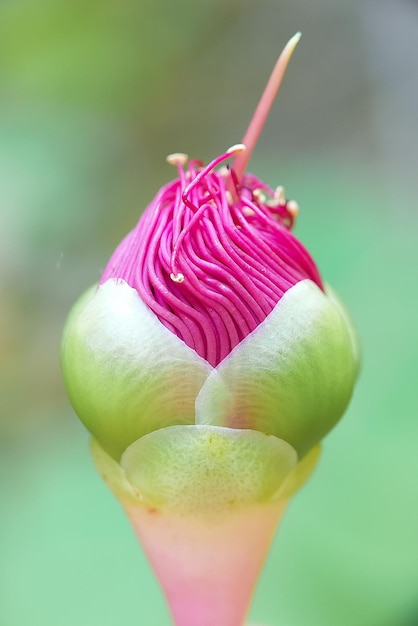 Primer plano de una flor rosada